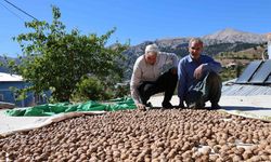 Saimbeyli Çeralan cevizi tescil yolunda