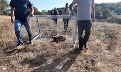 Tekirdağ’da yaralı tilki tedavi edilip doğaya bırakıldı