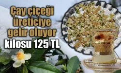 Çay çiçeği üreticiye gelir oluyor, kilosu 125 TL