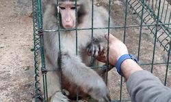 Antalya’da izinsiz Rhesus Maymununu besleyen şahsa 8 bin 322 lira para cezası uygulandı