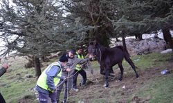 ‘Bu şehrin taşı toprağı da, kuzusu kurdu da bize emanet’ diyen başkandan, bin 900 rakımda ölümü bekleyen katıra şefkat eli