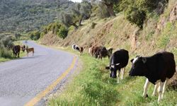 Doğal ortamda beslenen hayvanların et ve sütünün daha sağlıklı olduğu belirtildi