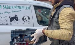 Duyarsız sürücünün çarptığı köpeğe zabıta ekipleri sahip çıktı