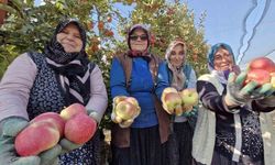 Türkiye’nin elma deposunda son hasat yapılıyor