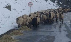 Van’da besicilerin zorlu kış mesaisi başladı