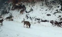 Ilgaz Dağı’ndaki yaban hayatı fotokapanla görüntülendi