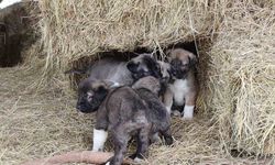 Kuyruksuz köpek yavruları sahiplerini şaşırttı