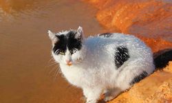 Sibirya soğuğunda adeta donan kedi termal su kenarında ısınmaya çalıştı