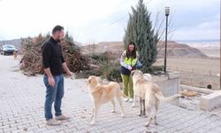 Sorgun Belediyesi ekipleri sokak hayvanları için sahada