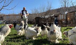 Hobisini tutkuya çevirerek evinin bahçesini tavuk çiftliğine dönüştürdü