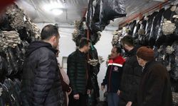 Erzincan’da istiridye mantarı üretimi başladı