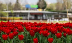 Bursa'da parklar lale ve çiçeklerle renklendi