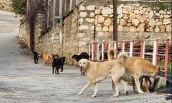 Bilecik’te sokak köpeklerinin hepsi toplanacak