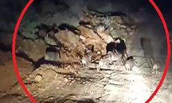 Domuz sürüsü kameraya yakalandı