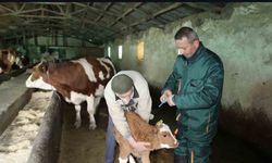 Elazığ’da şap hastalığı sona erdi