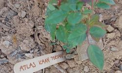 Gazipaşa’da, Bolu’daki otel yangınında ölen 36 çocuk anısına gül dikildi