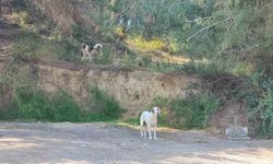 Köpekler başıboş gezmeye devam ediyor