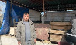 Koyunları telef eden sokak köpekleri ahırda uyuyakaldı
