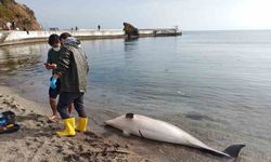 Sinop’ta ölü yunus karaya vurdu