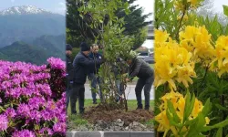 Giresun mor ve sarı güllerle donatılıyor