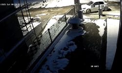 Aç kalan tilki Bolu sokaklarına indi