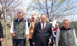 Aydın’da Kestane zararlısına karşı biyolojik mücadele