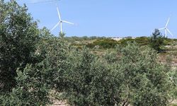 Aydın’da zeytin bahçeleri denetlendi