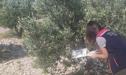 Didim’de zeytinliklerde hastalık ve zararlı denetimi yapıldı