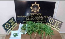 Dörtyol’da hint keneviri operasyonu