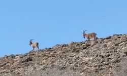 Elazığ’da dağ keçileri görüldü