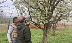 Elazığ’da zirai don sonrası hasar tespit çalışmaları sürüyor