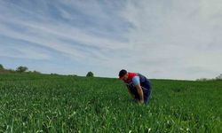 Keşan’da süne sürvey çalışmaları devam ediyor