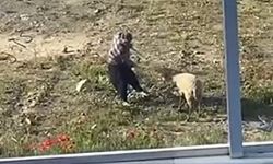 Koyuna tekme atıp, iple eziyet eden şahıs gözaltına alındı