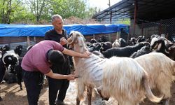 Küçükbaş hayvanların kırkım mesaisi başladı