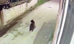 Ormanda yiyecek bulamayan ayının mahalleye indiği anlar kamerada