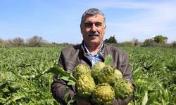 Sakız enginarının tarladan pazara hasat yolculuğu sürüyor