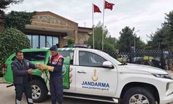 Yaralı şahine jandarmadan şefkat eli