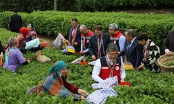 Tarım Bakanı Rize'deydi, çay kotasını açıkladı