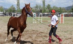 Çorum’da atlar güzellikleriyle yarıştı