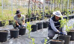 Diyarbakır’da yaban mersini ve aronya üretimi için çalışma başlatıldı