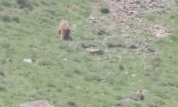 Hakkari’de anne ayı yavrularıyla görüntülendi