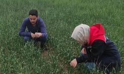 Kulu’da süne sürvey çalışmaları devam ediyor