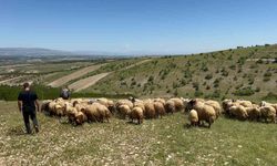 Malatya’da yetiştiriciler yayla yoluna çıktı