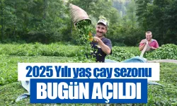 Çaykur 2025 yılı yaş çay sezonunu açtı