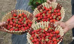 Ağrı tarımında yeni nefes: Çilek yetiştiriciliği büyüyor