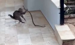 Alanya’da yılana kafa tutan kedi