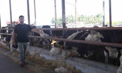 Besicinin ceylan gibi koşuyorlar dediği 300 bin TL değerindeki 3 angus sevkiyat esnasında kaçarak sırra kadem bastılar
