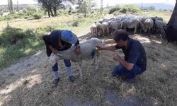 Bolu’da başıboş köpekler sürüye saldırdı: "Köpeklerle bizim başımız belada"