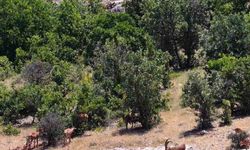 Elazığ’da dağ keçileri, görüntüleri ile hayran bıraktı