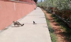 Karganın tehlikeli oyunu, çizgi film sahnelerini aratmadı